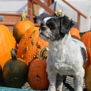 Fundraising Page: Lesley Asmundson